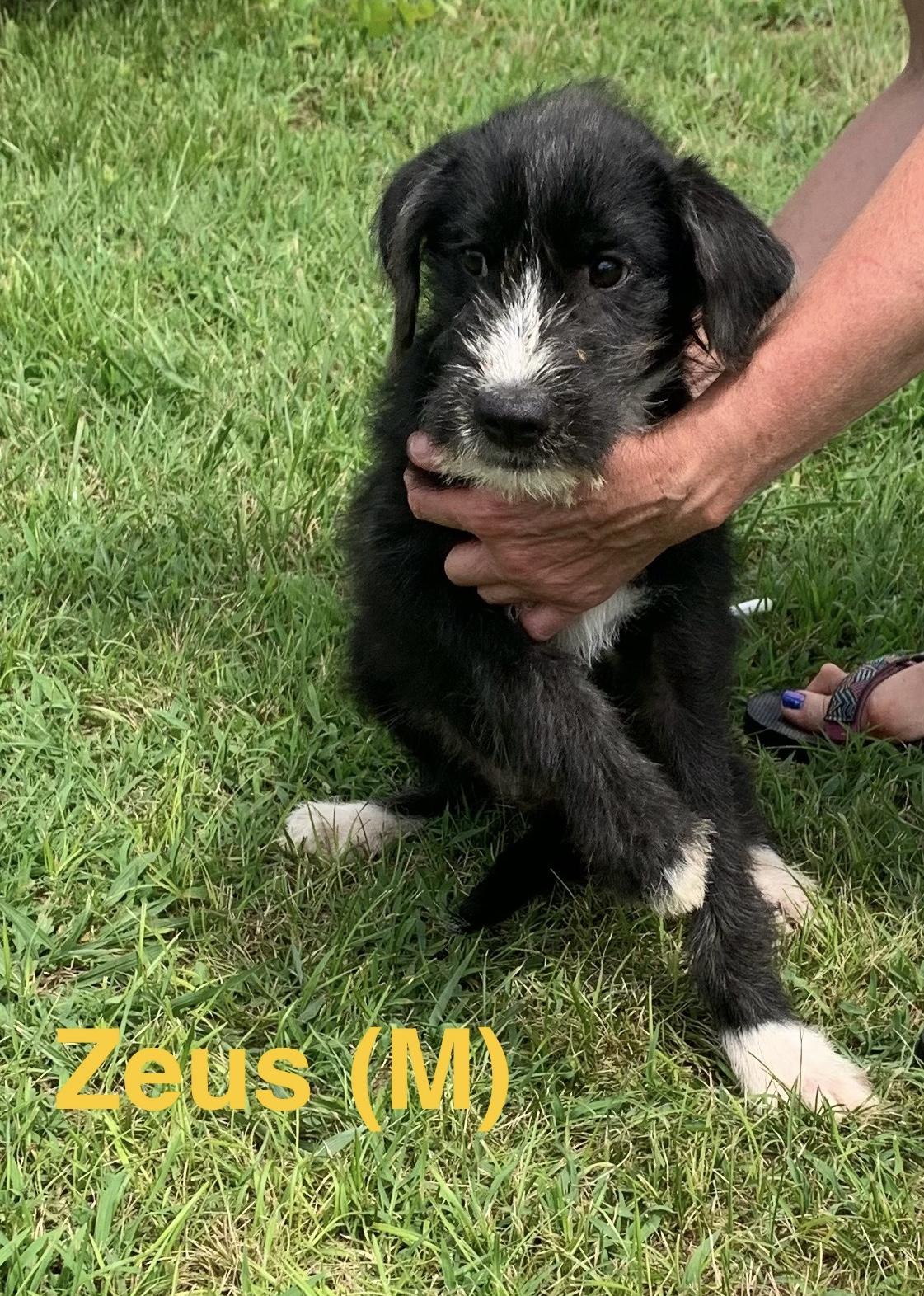 Zeus, ADOPTABLE, Young Male Terrier.