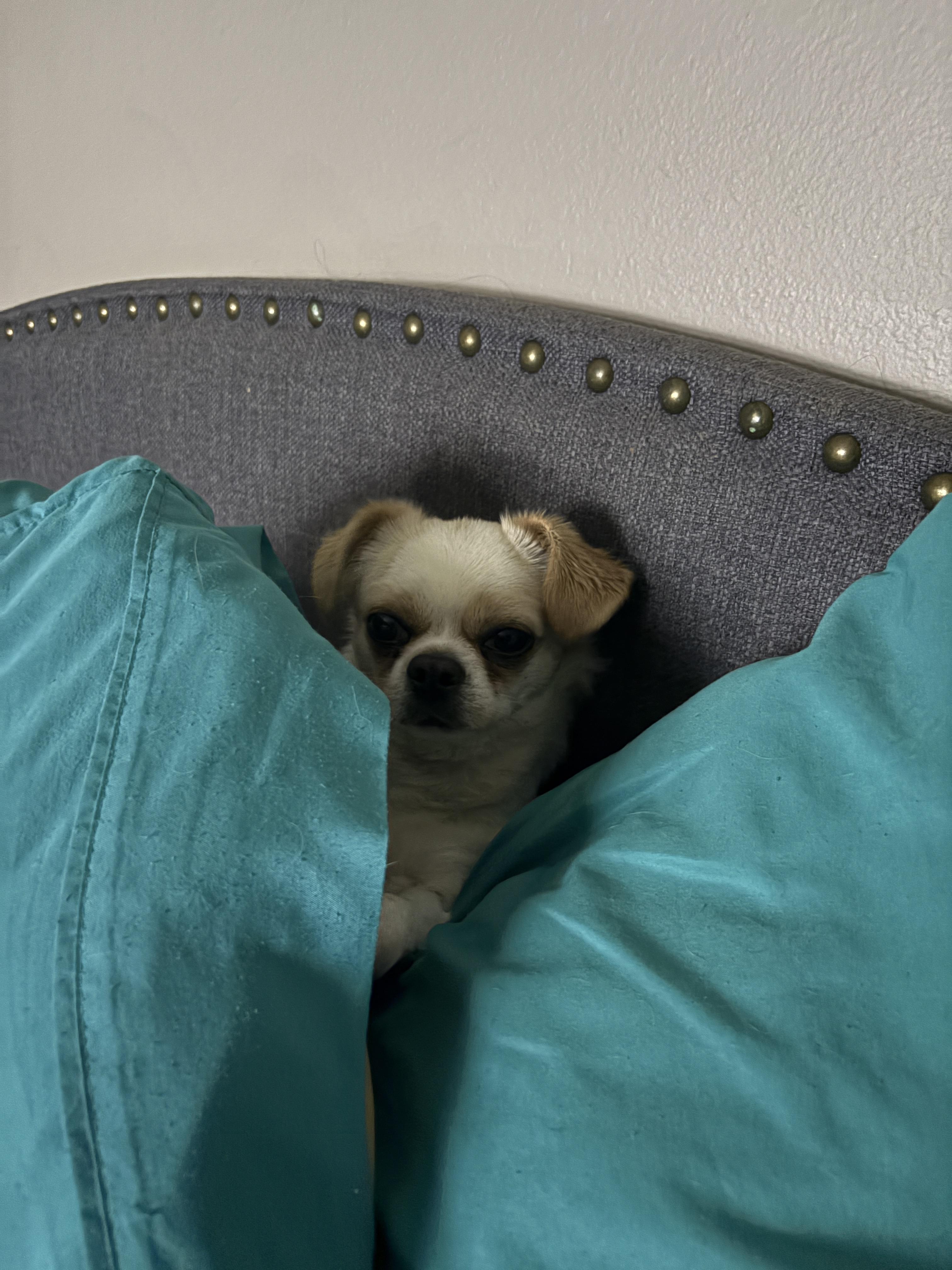 Enlarge Jimothy, an adopted Tibetan Spaniel in Denver, CO image 5/5