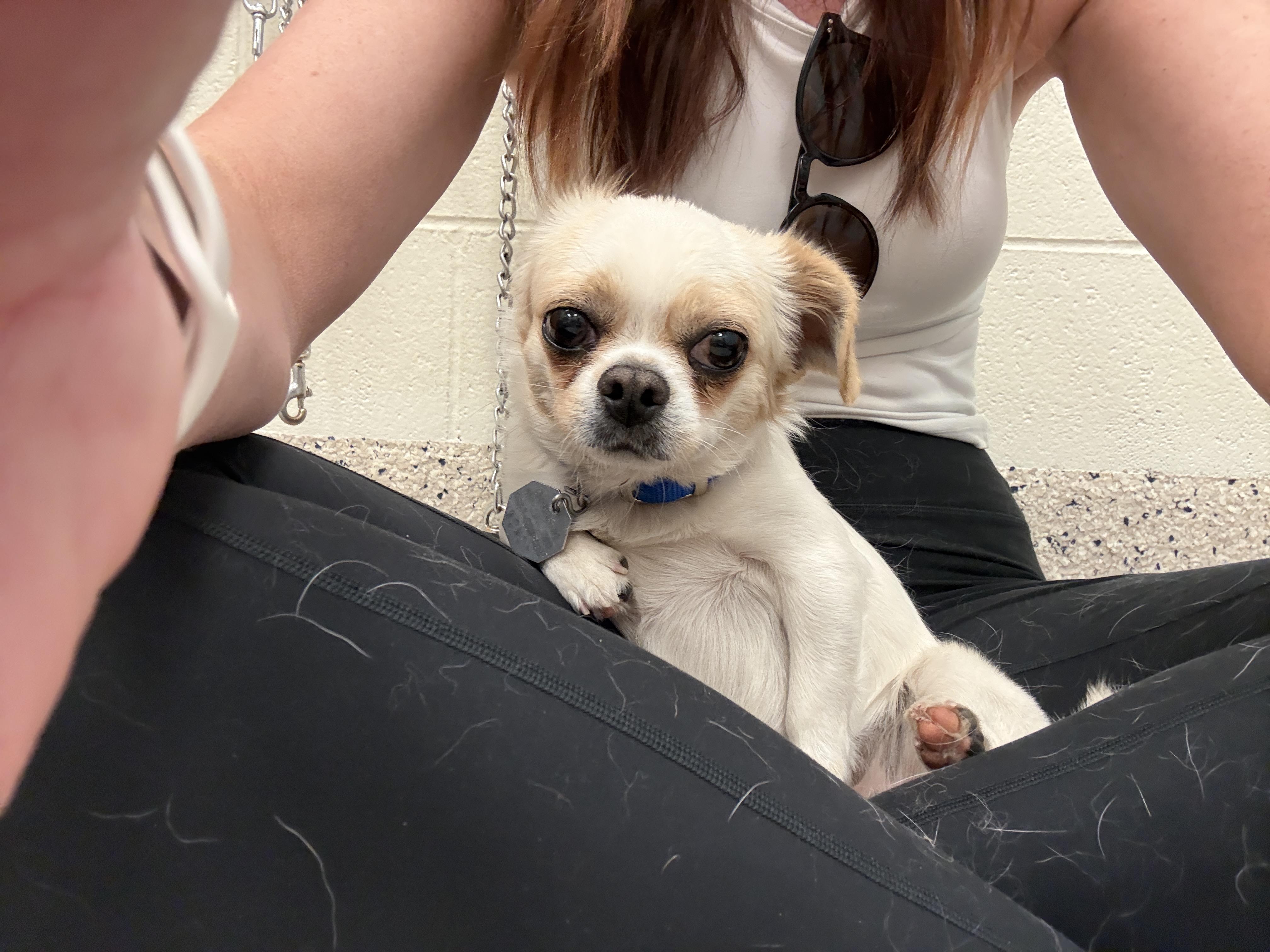 Enlarge Jimothy, an adopted Tibetan Spaniel in Denver, CO image 4/5