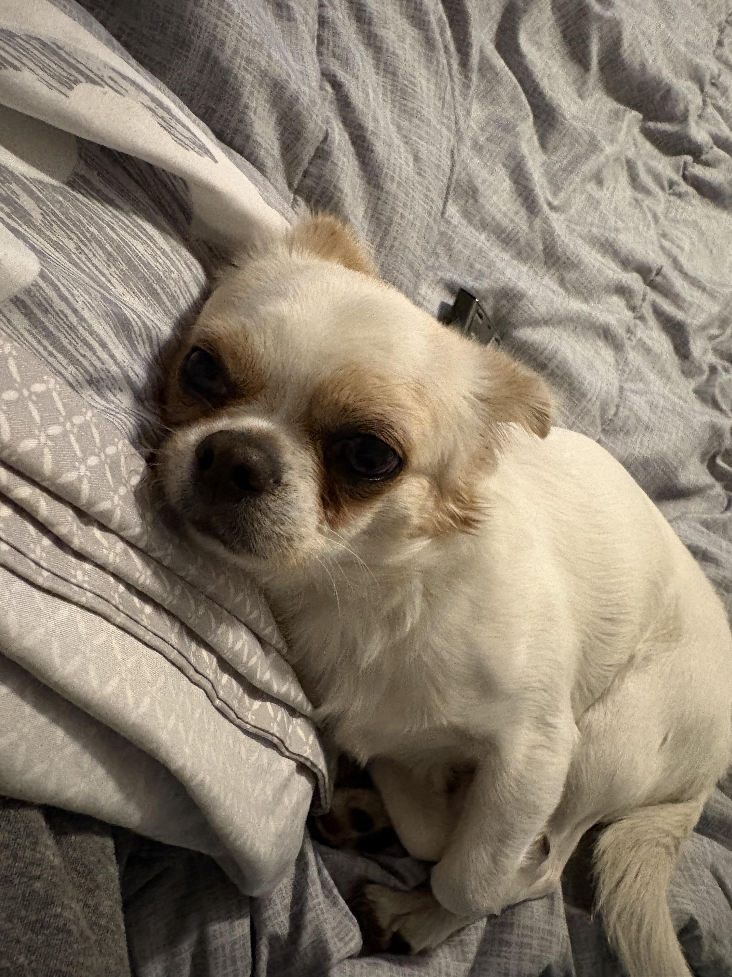 Enlarge Jimothy, an adopted Tibetan Spaniel in Denver, CO image 3/5