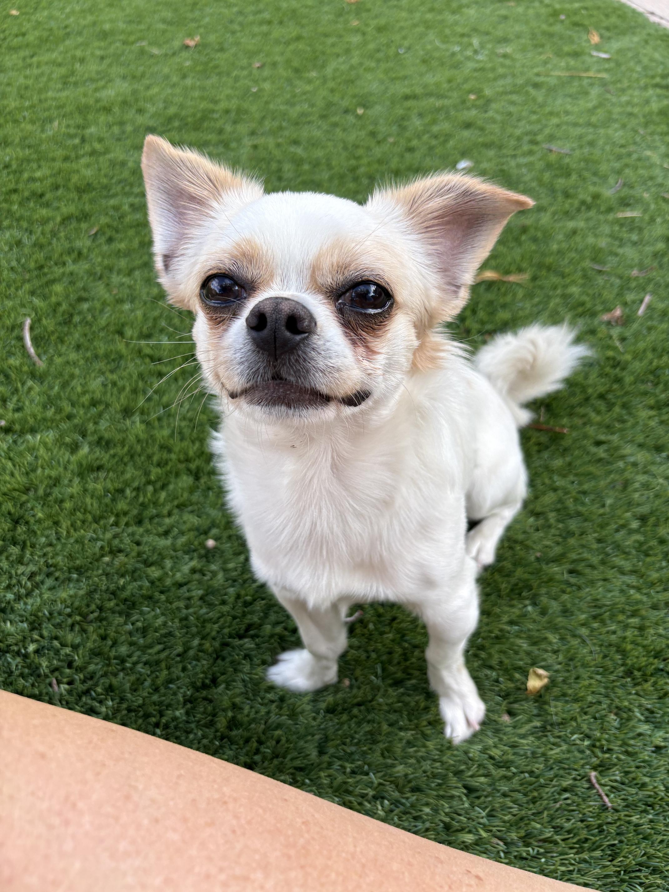 Enlarge Jimothy, an adopted Tibetan Spaniel in Denver, CO image 1/5