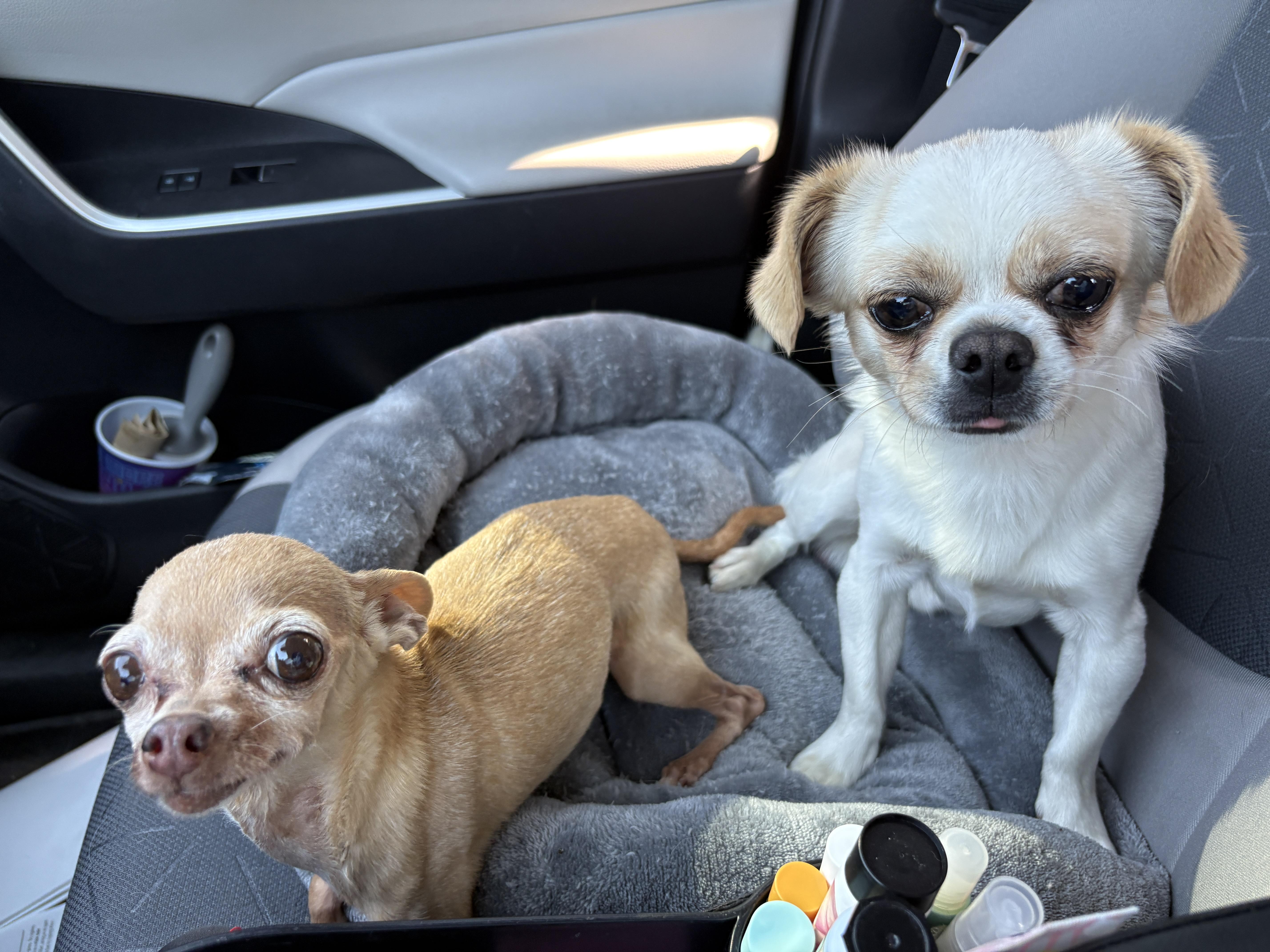 Enlarge Jimothy, an adopted Tibetan Spaniel in Denver, CO image 2/5