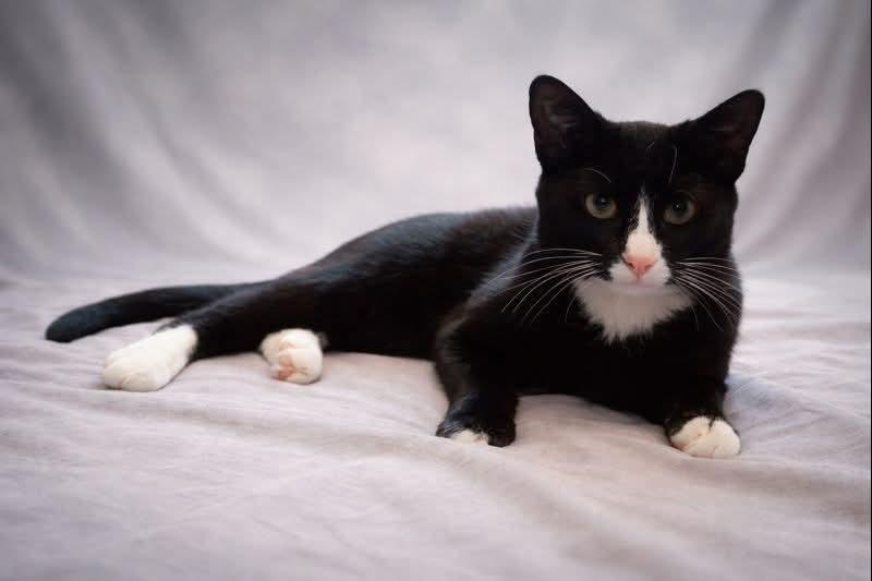 Enlarge Rosie, a ADOPTABLE Domestic Short Hair in BURNABY, BC image 1/1