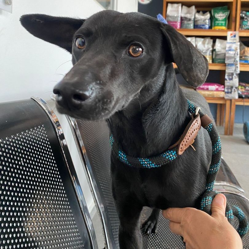 Enlarge Poncho , a Adopted Mixed Breed in Comox, BC image 1/14