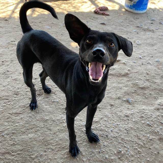 Enlarge Poncho , a Adopted Mixed Breed in Comox, BC image 2/14
