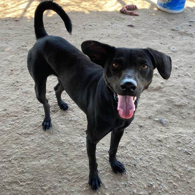 Enlarge Poncho , a Adopted Mixed Breed in Comox, BC image 3/14