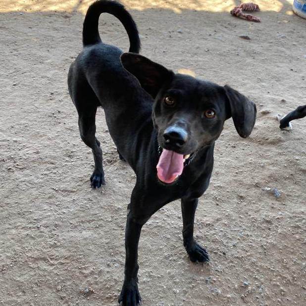 Enlarge Poncho , a Adopted Mixed Breed in Comox, BC image 4/14