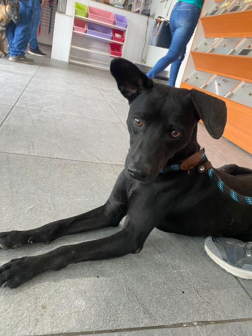 Enlarge Poncho , a Adopted Mixed Breed in Comox, BC image 5/14