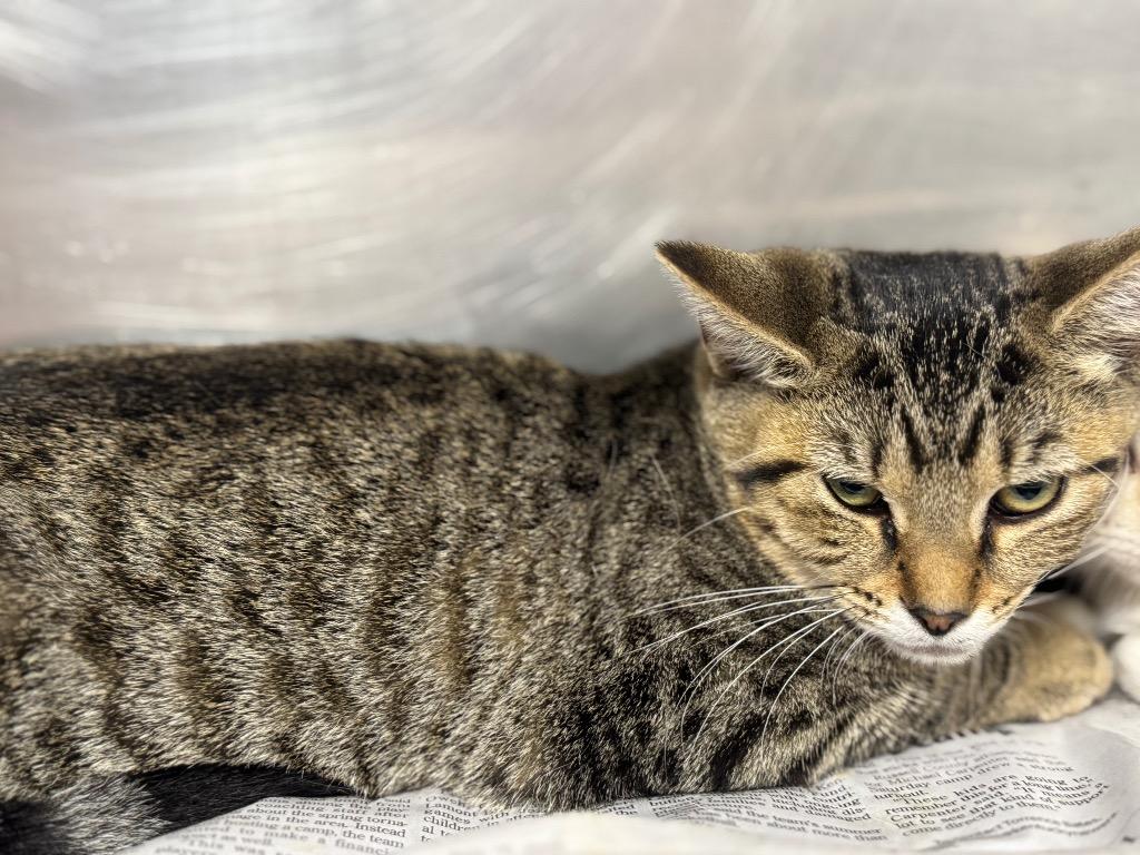 Branna, Adoptable, Young Female Domestic Short Hair.