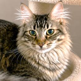 HANDSOMEST HARLAND - MAINE COON BOY, adopted, Kitten Male Maine Coon.