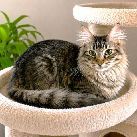 HANDSOMEST HARLAND - MAINE COON BOY, an adopted Maine Coon in Danbury, CT image 2/3