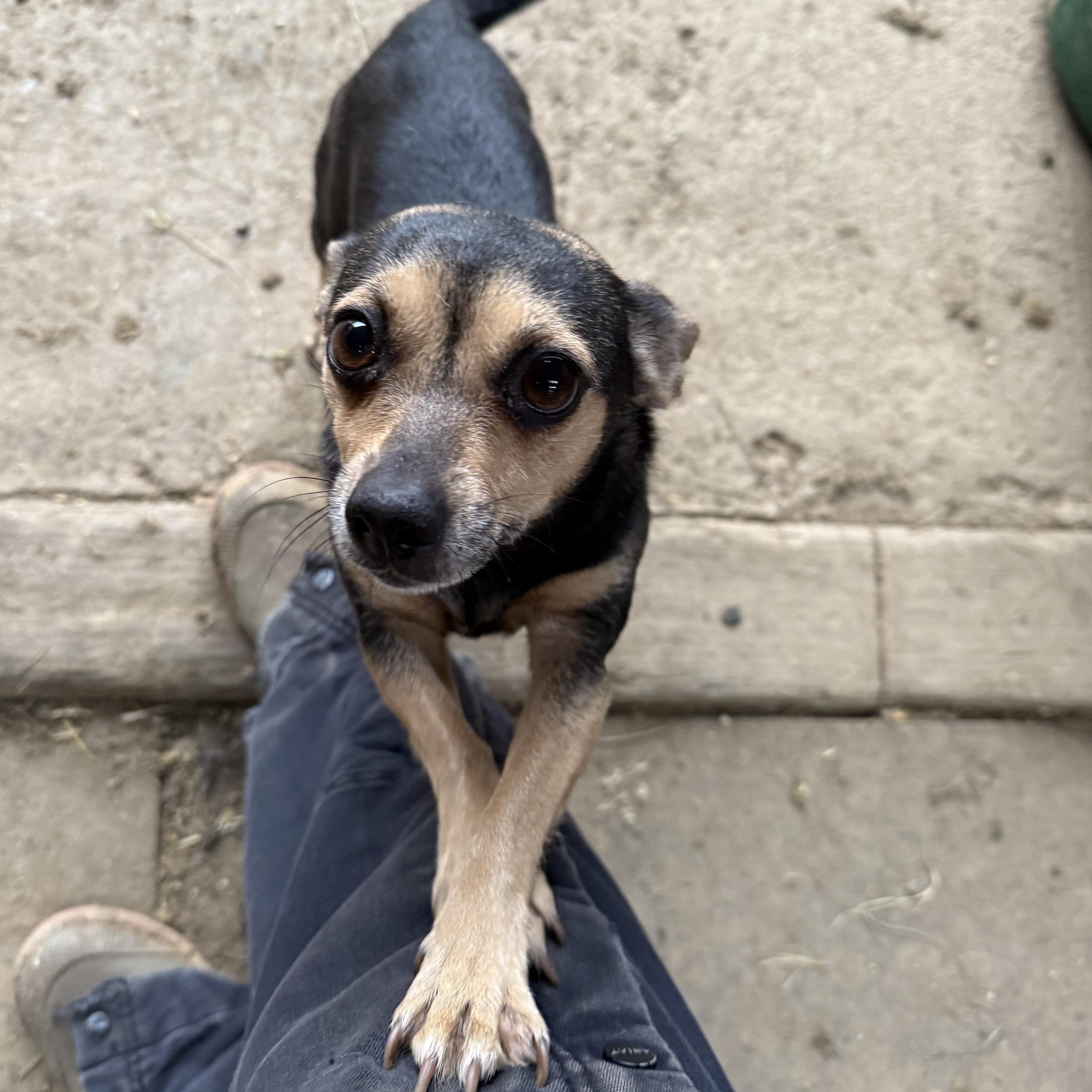 Pickles, adopted, Young Female Chihuahua.