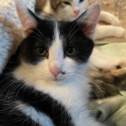 Toodaloo, Adoptable, Young Female Domestic Short Hair.