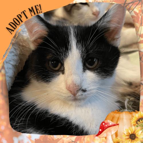 Enlarge Toodaloo, a Adoptable Domestic Short Hair in Toms River, NJ image 2/5