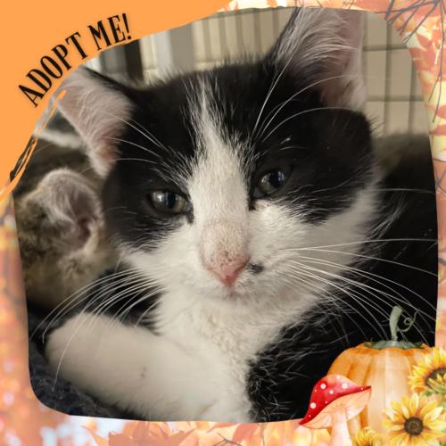 Enlarge Toodaloo, a Adoptable Domestic Short Hair in Toms River, NJ image 3/5