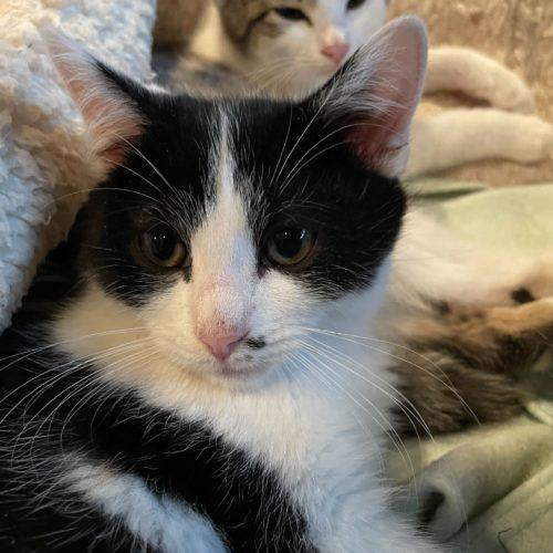 Enlarge Toodaloo, a Adoptable Domestic Short Hair in Toms River, NJ image 4/5