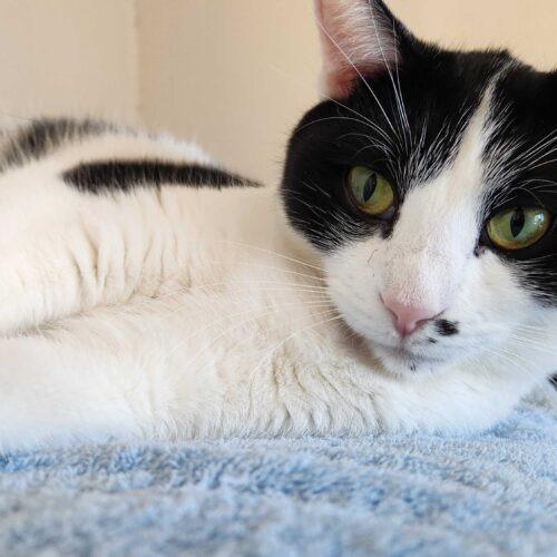Enlarge Toodaloo, a Adoptable Domestic Short Hair in Toms River, NJ image 5/5
