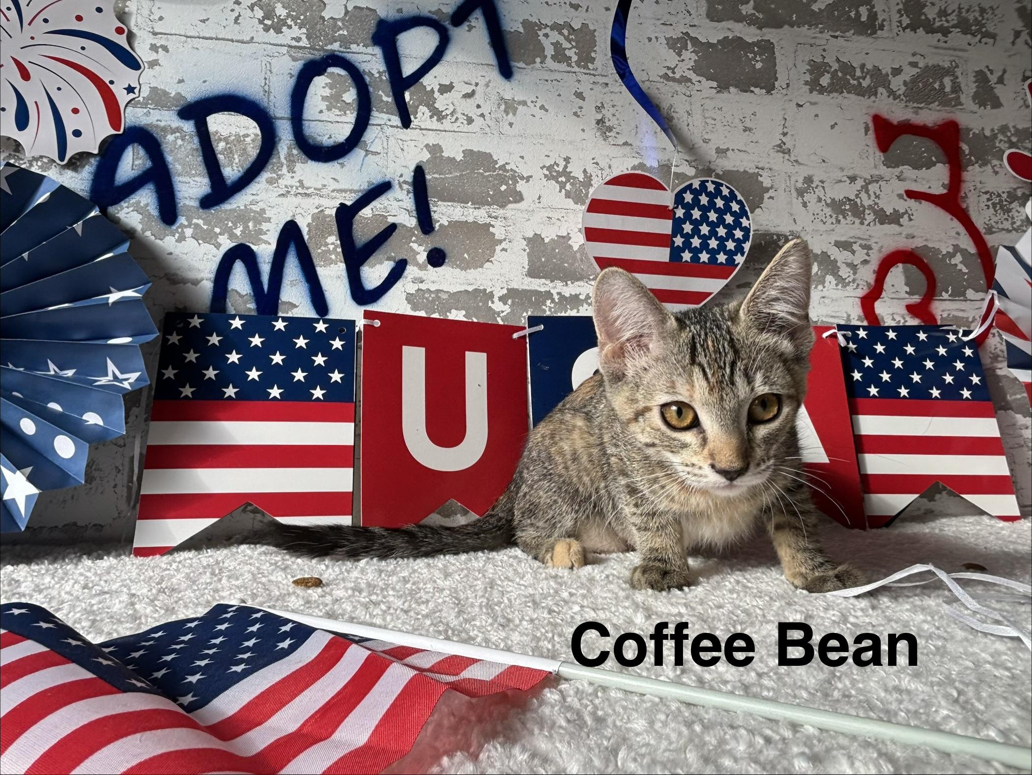 Coffee Bean, a ADOPTABLE Domestic Short Hair in queen creek, AZ image 2/4