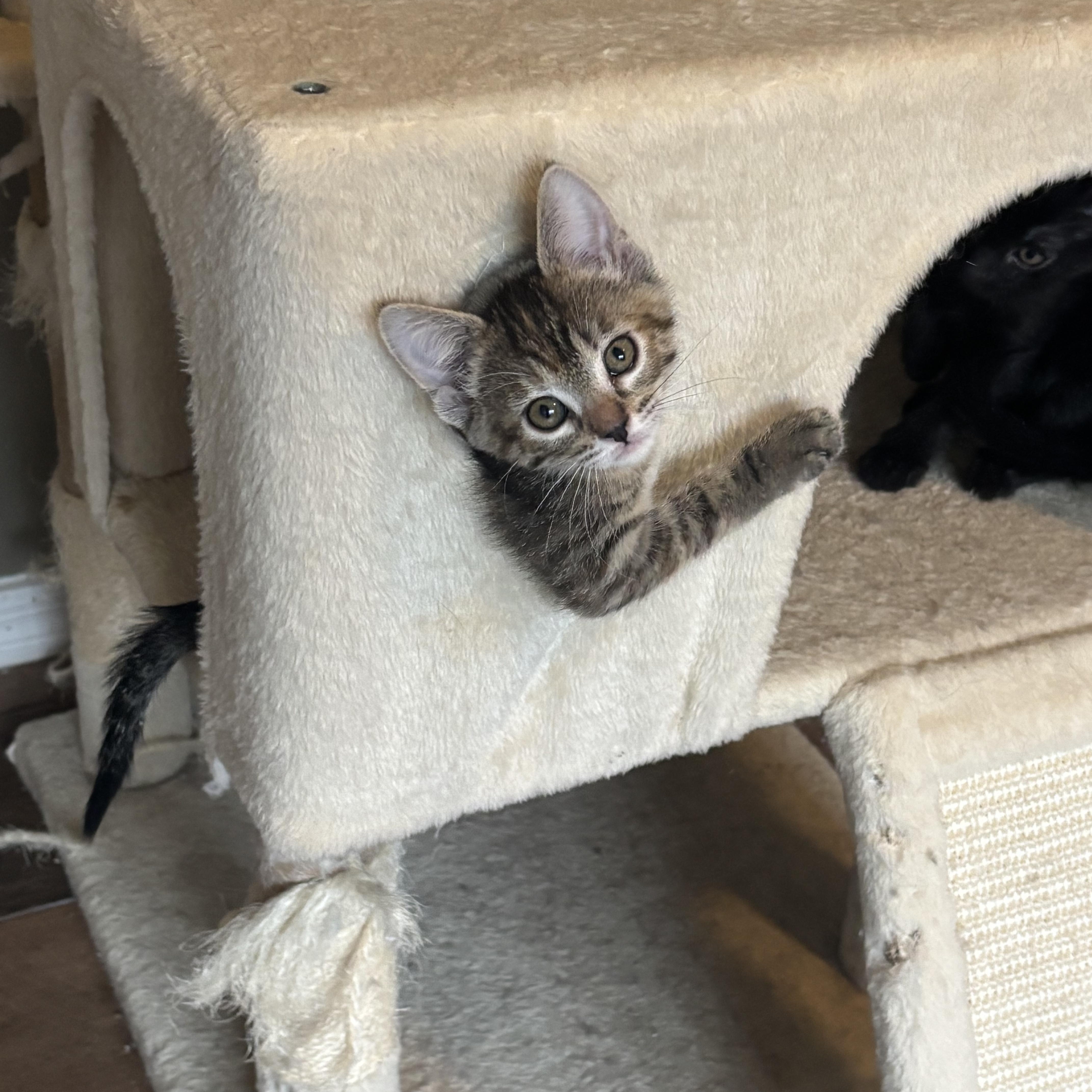 Coffee Bean, a ADOPTABLE Domestic Short Hair in queen creek, AZ image 3/4
