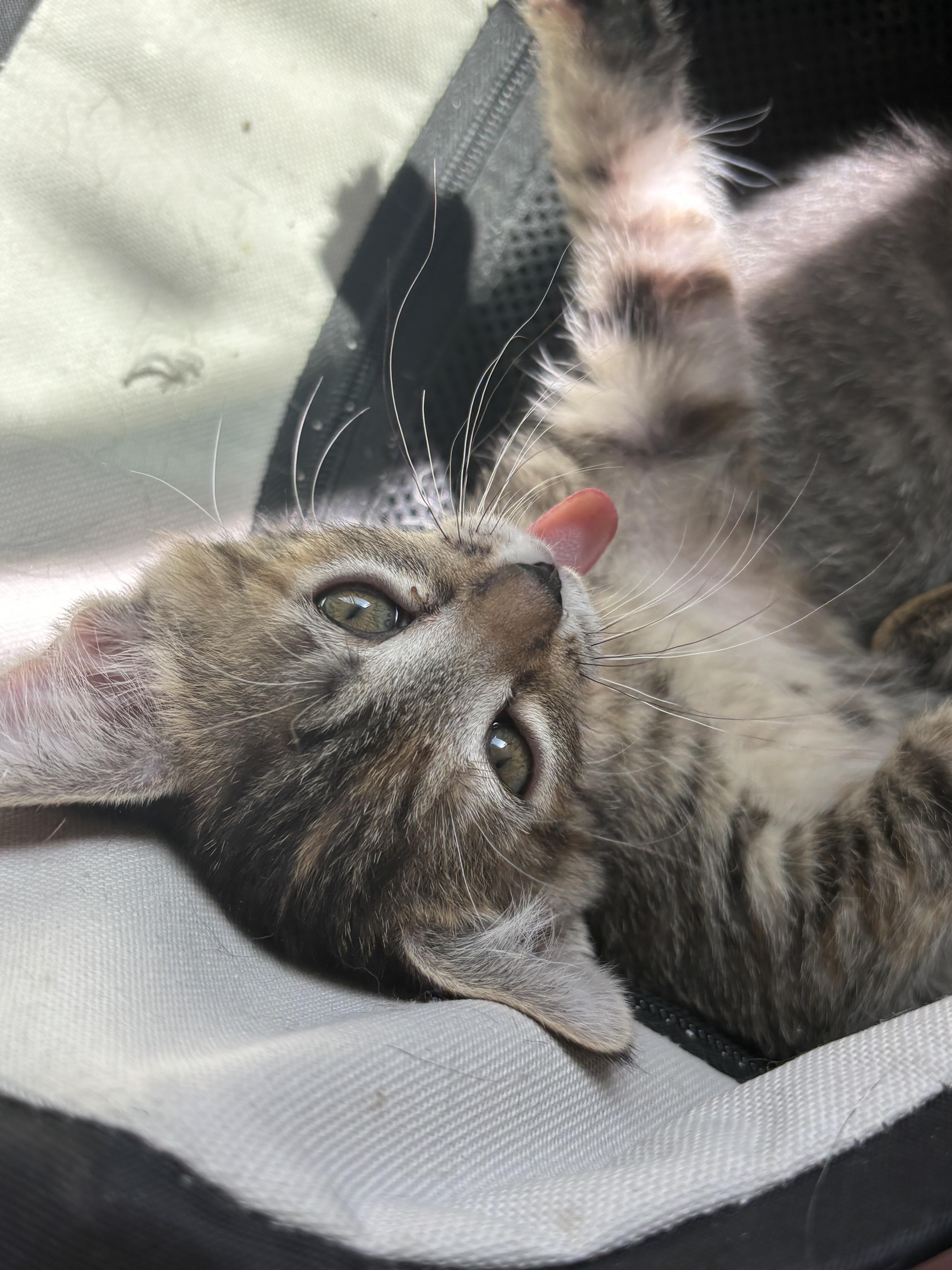 Coffee Bean, a ADOPTABLE Domestic Short Hair in queen creek, AZ image 4/4