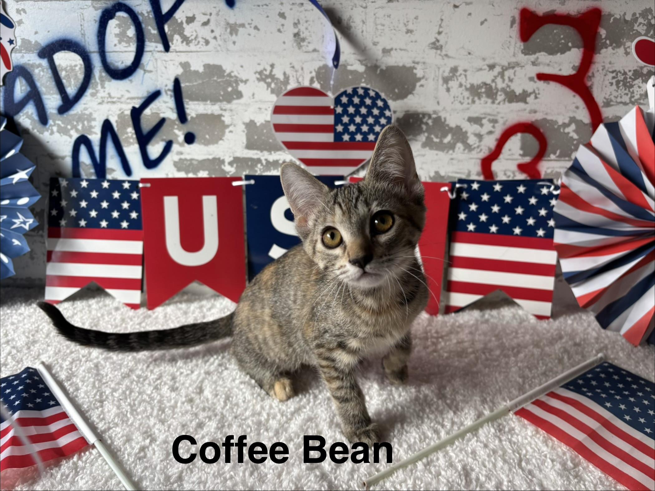 Coffee Bean, ADOPTABLE, Kitten Female Domestic Short Hair.