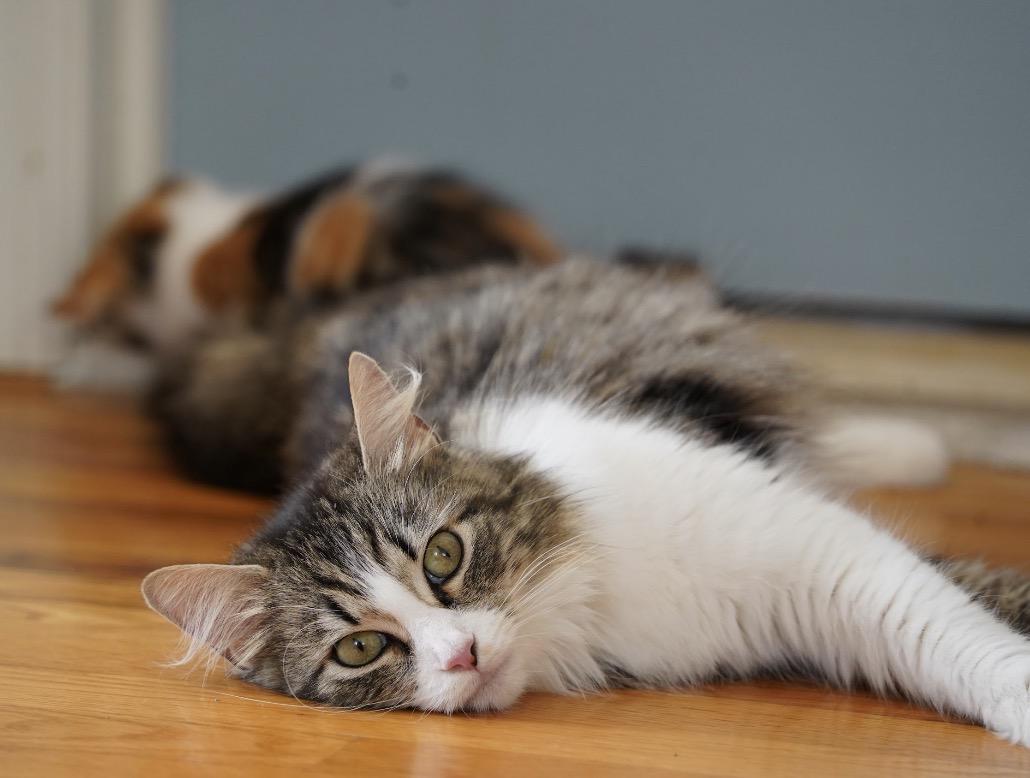 April ( Stunning long haired beauty), an adopted Domestic Long Hair in Staten island, NY image 5/6