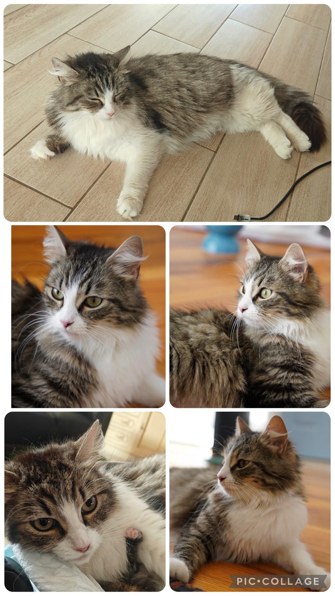 April ( Stunning long haired beauty), an adopted Domestic Long Hair in Staten island, NY image 3/6