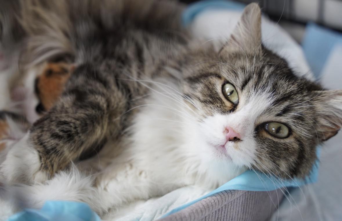 April ( Stunning long haired beauty), adopted, Adult Female Domestic Long Hair.