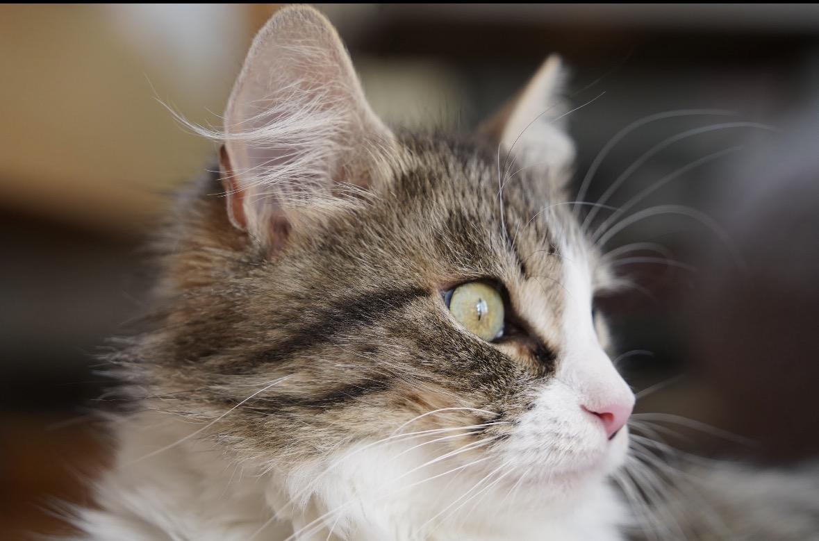 April ( Stunning long haired beauty), an adopted Domestic Long Hair in Staten island, NY image 4/6