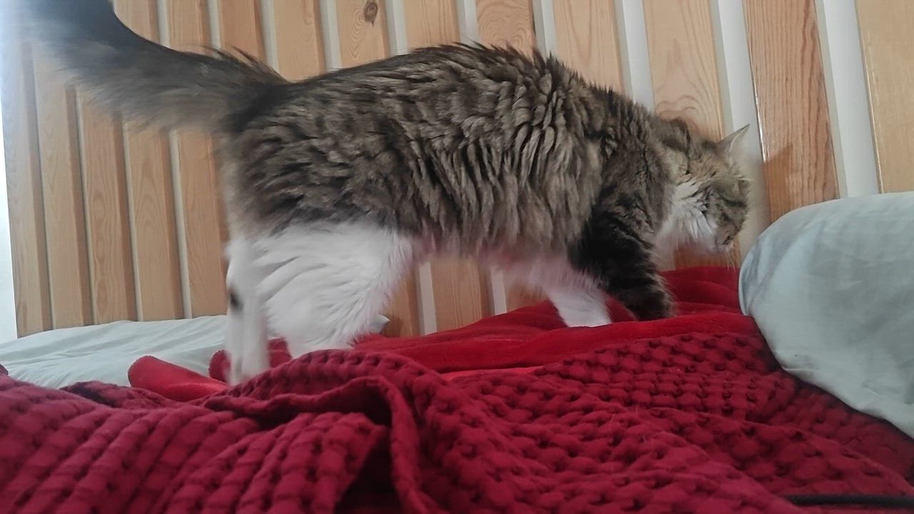 Enlarge April ( Stunning long haired beauty), an adopted Domestic Long Hair in Staten island, NY video 6/6