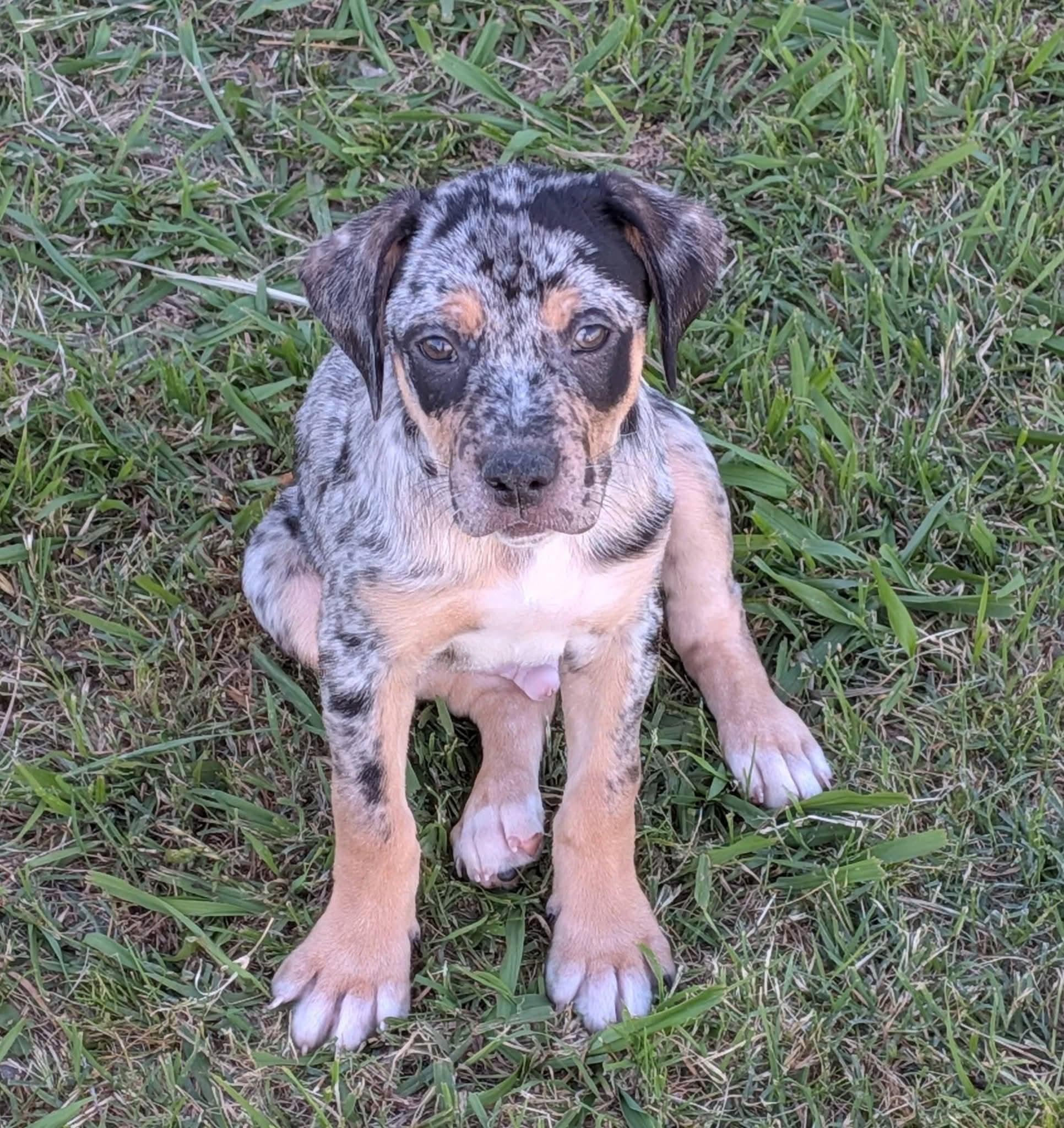 Smokey, ADOPTABLE, Puppy Male Cattle Dog.