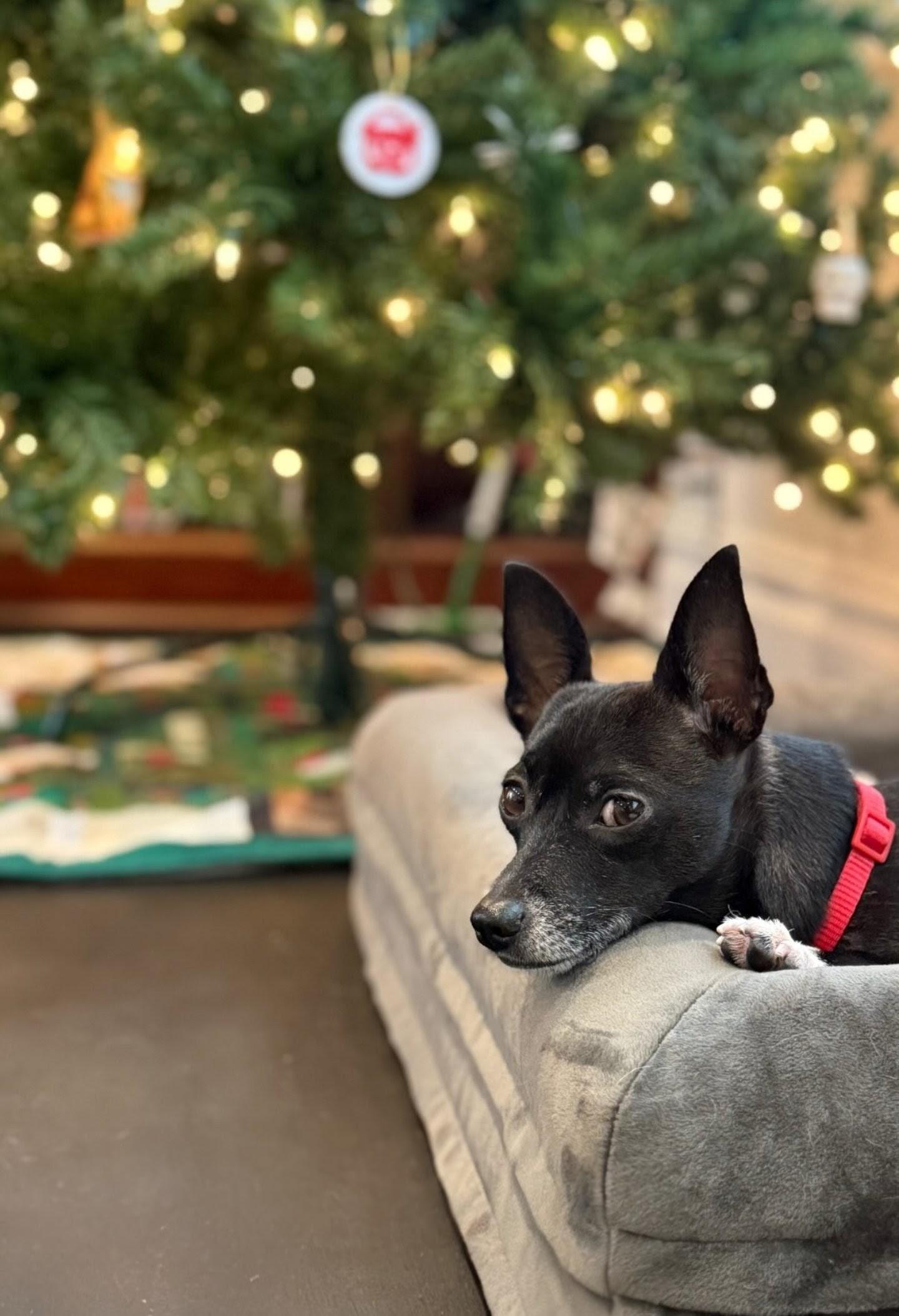 Enlarge Dylan, an adoptable Chihuahua in Harrison, NY image 1/5