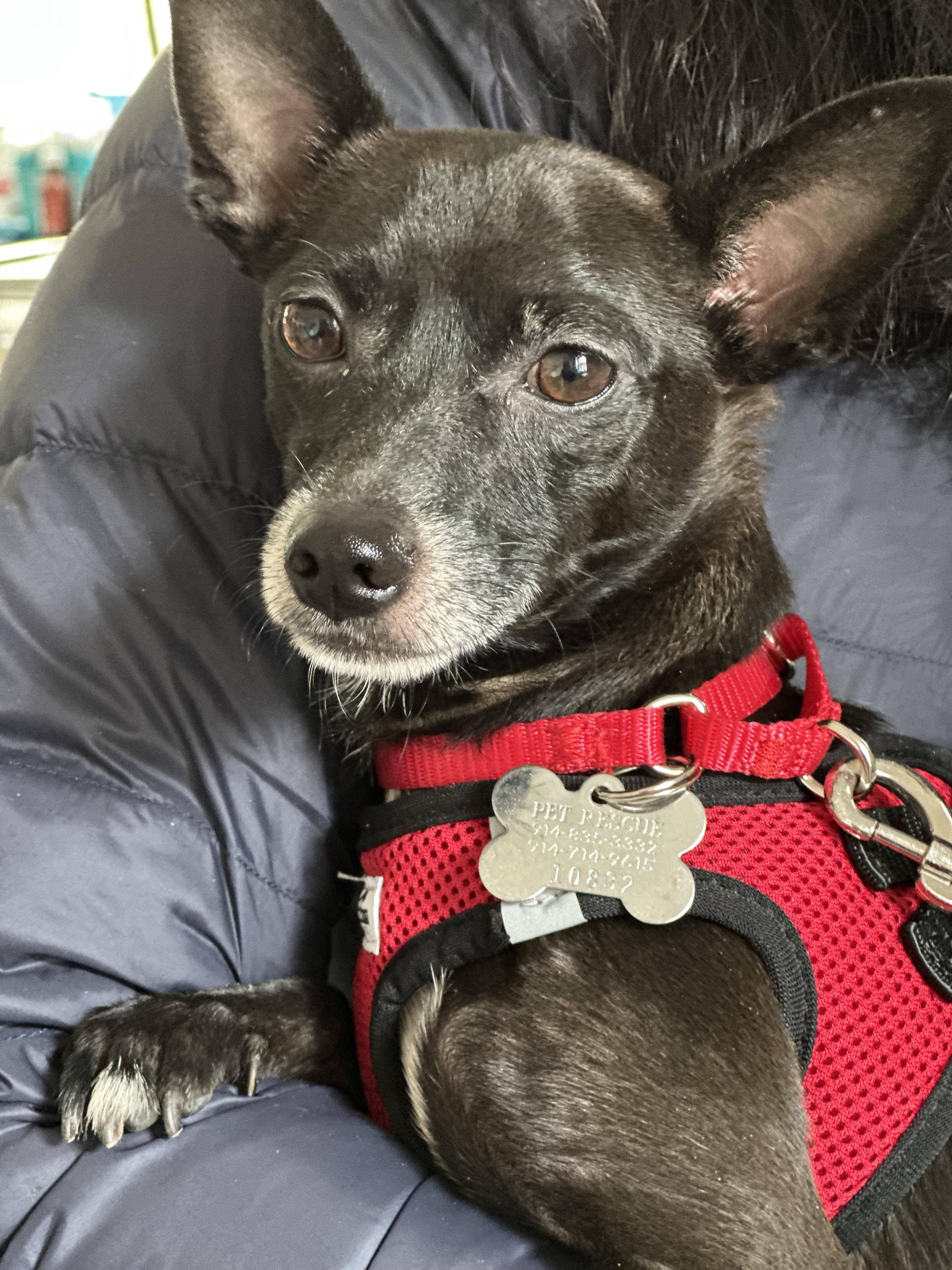 Enlarge Dylan, an adoptable Chihuahua in Harrison, NY image 4/5