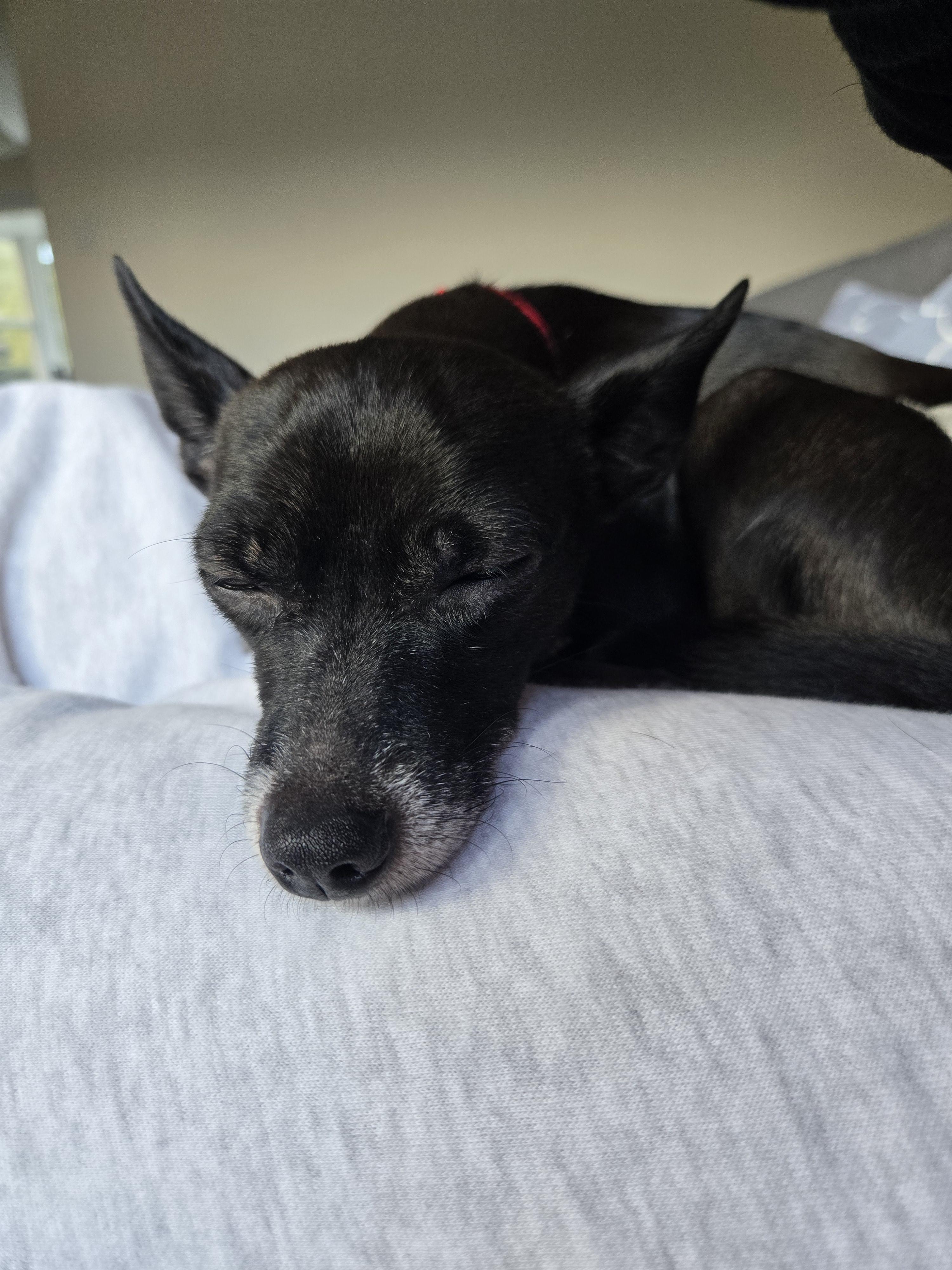 Enlarge Dylan, an adoptable Chihuahua in Harrison, NY image 5/5