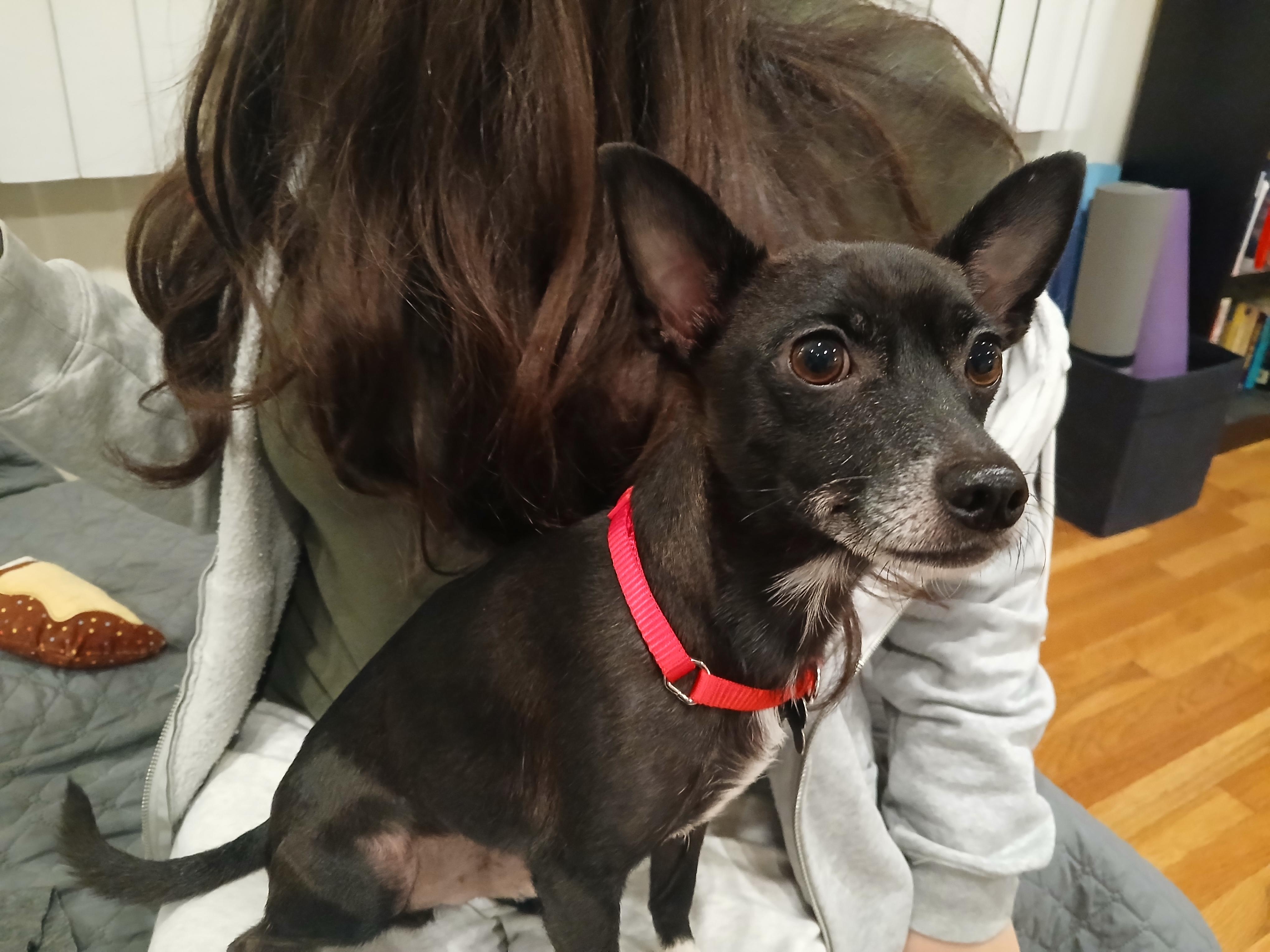 Enlarge Dylan, an adoptable Chihuahua in Harrison, NY image 3/5