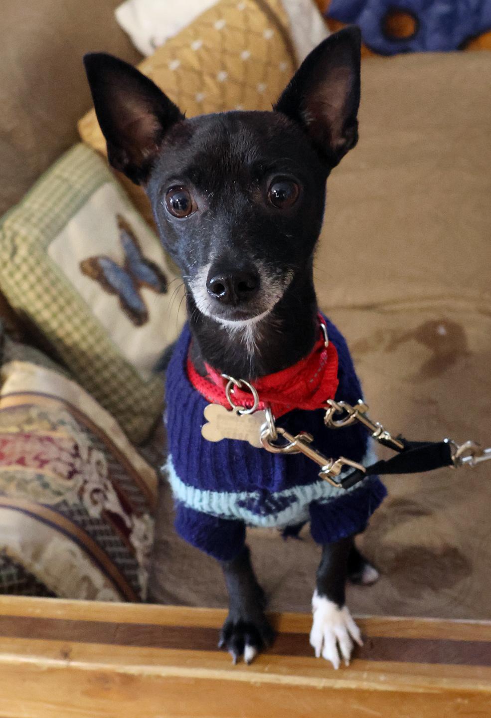 Dylan, adoptable, Young Male Chihuahua.