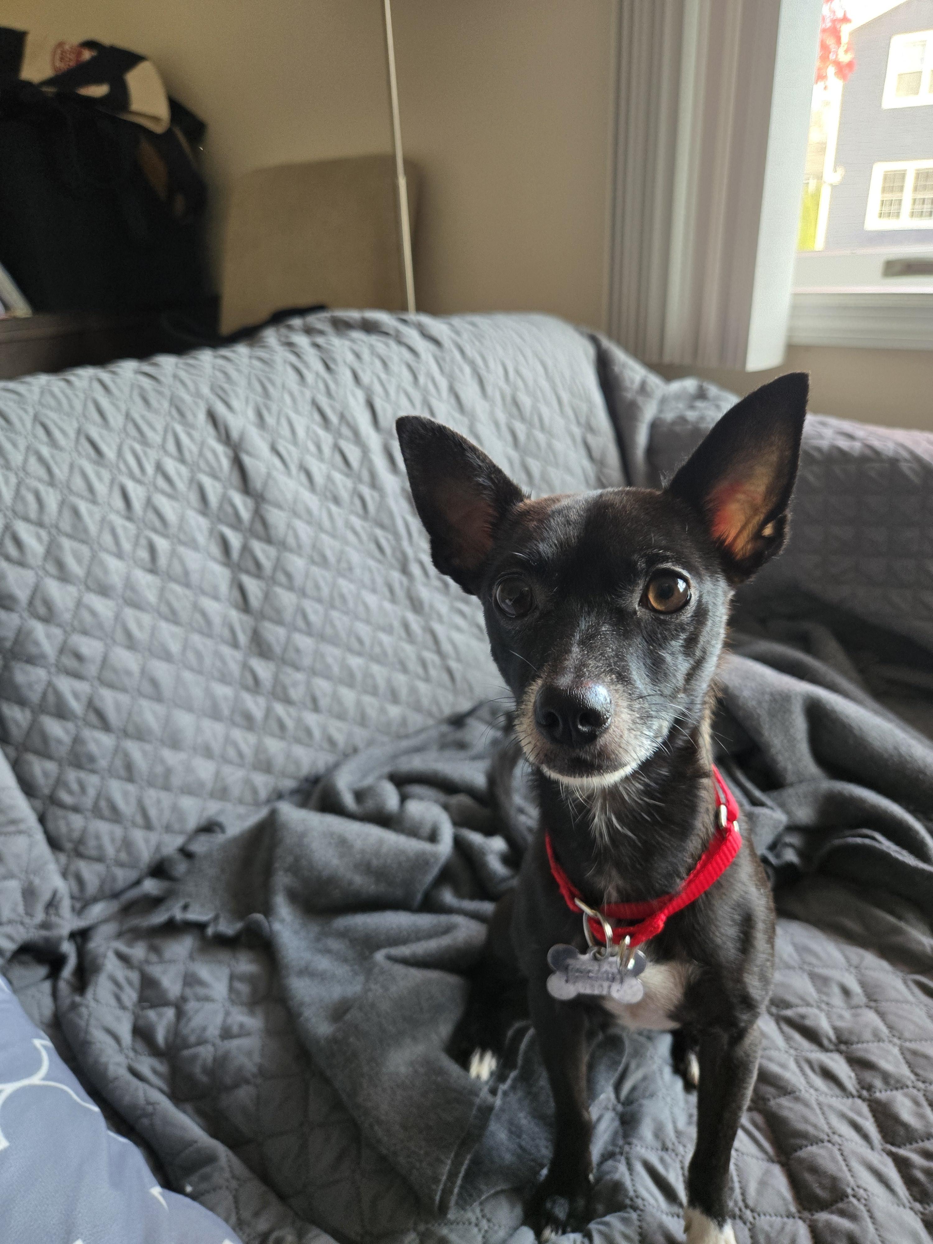 Enlarge Dylan, an adoptable Chihuahua in Harrison, NY image 2/5