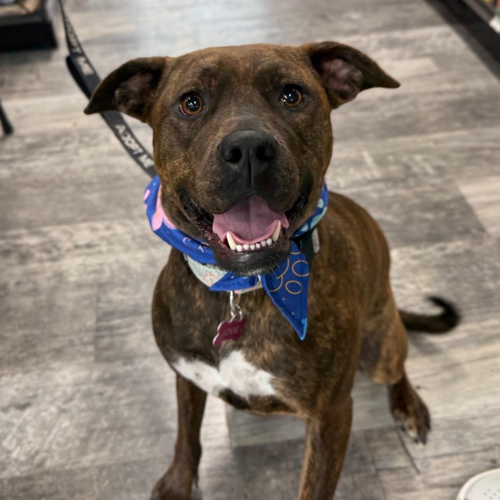 Jovie, Adoptable, Adult Female Boxer & American Staffordshire Terrier.