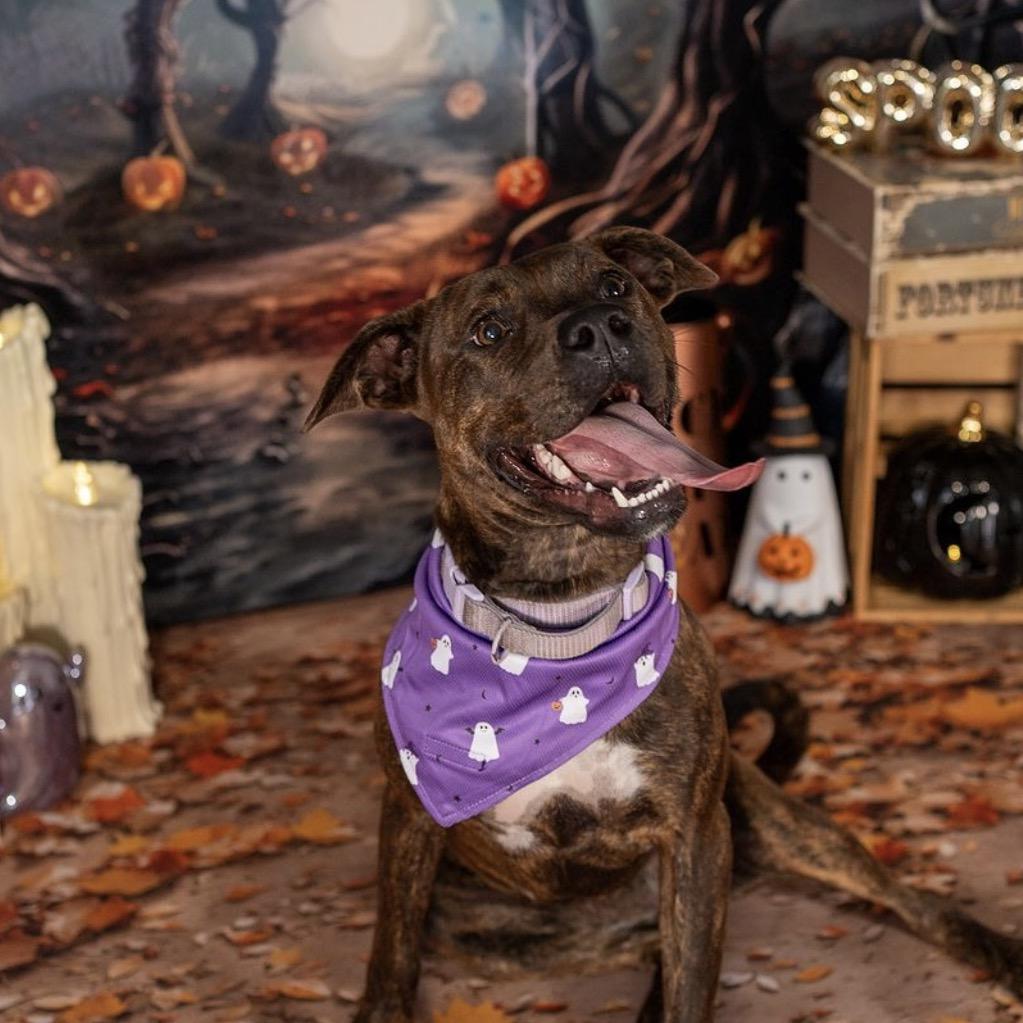 Jovie, a Adoptable mixed breed in Aberdeen, NC image 1/6