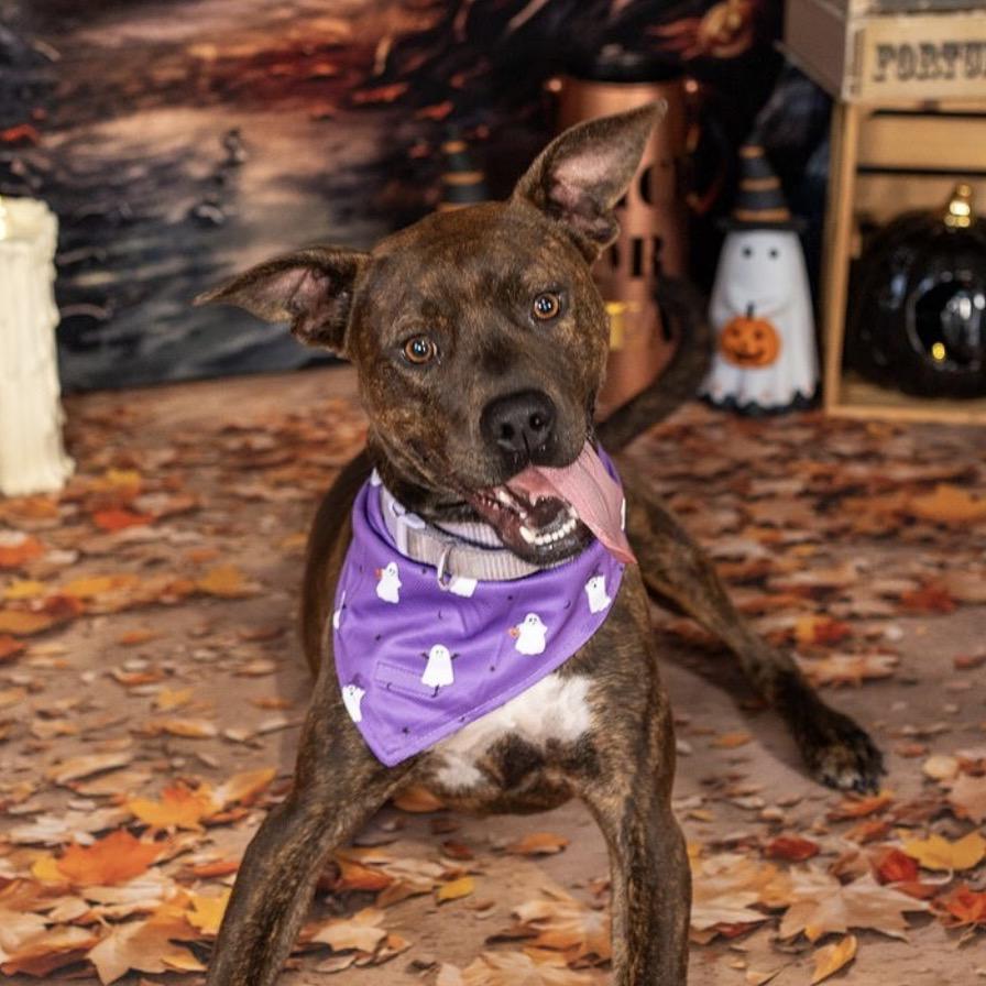 Jovie, a Adoptable mixed breed in Aberdeen, NC image 2/6