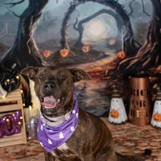 Jovie, a Adoptable mixed breed in Aberdeen, NC image 3/6