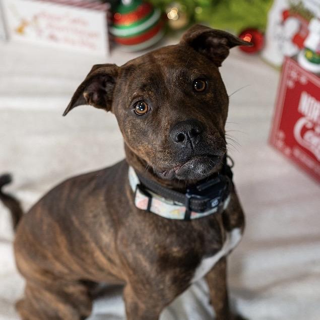 Jovie, a Adoptable mixed breed in Aberdeen, NC image 4/6