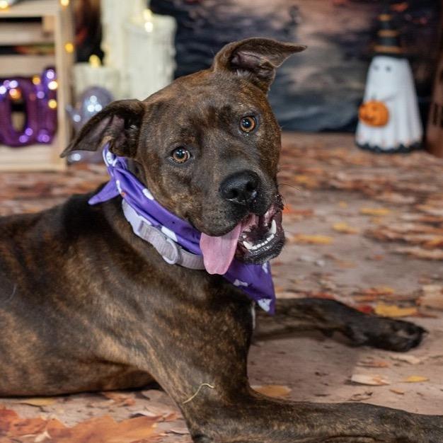 Jovie, a Adoptable mixed breed in Aberdeen, NC image 5/6