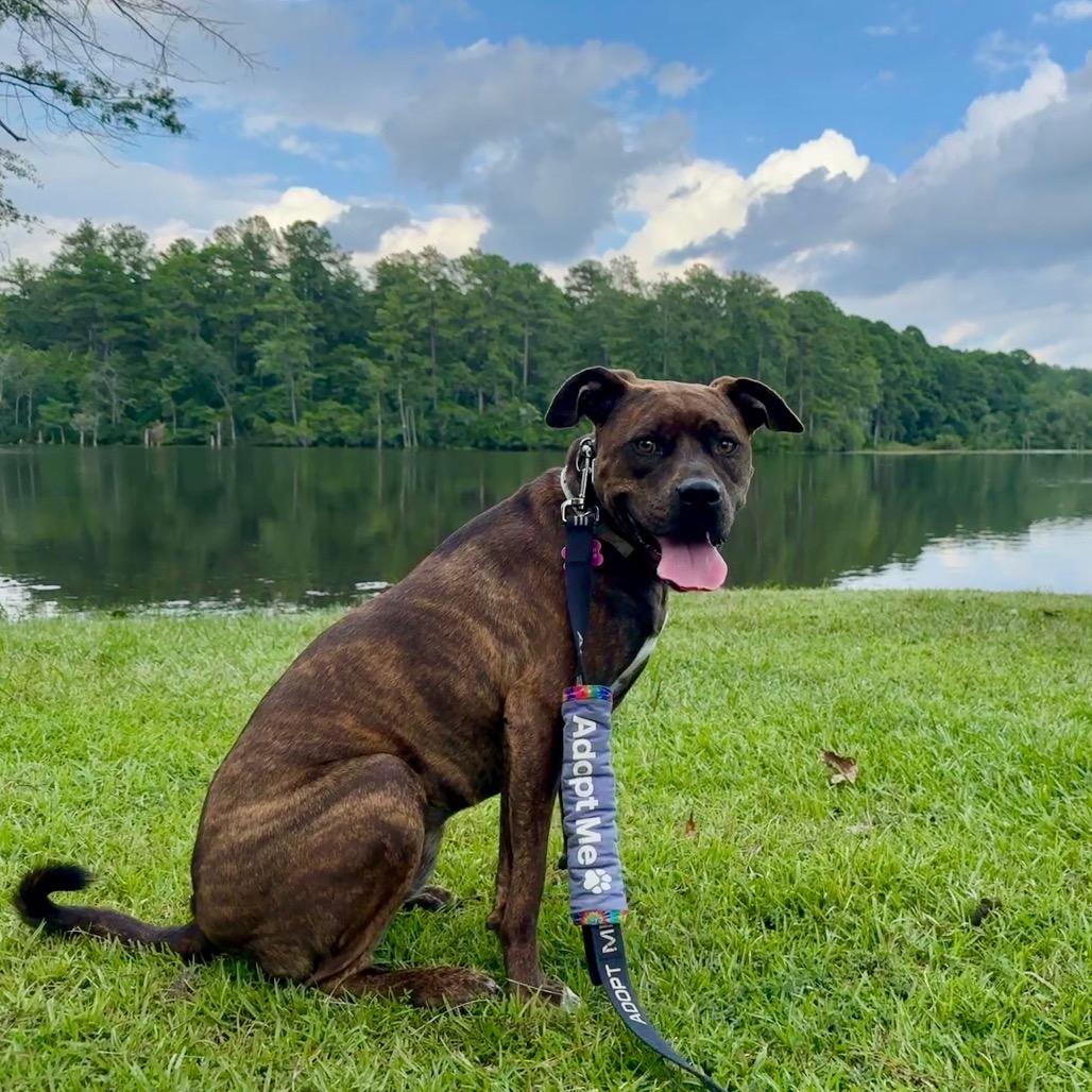 Enlarge Jovie, a Adoptable mixed breed in Aberdeen, NC image 5/6