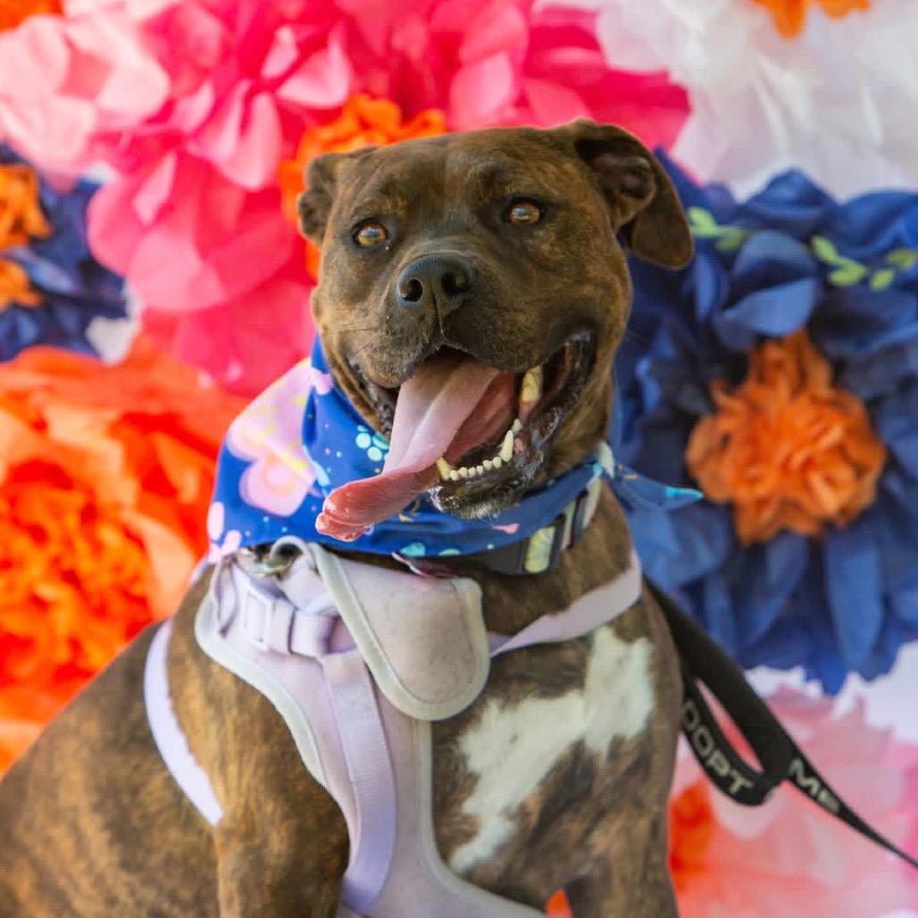 Enlarge Jovie, a Adoptable mixed breed in Aberdeen, NC image 5/6