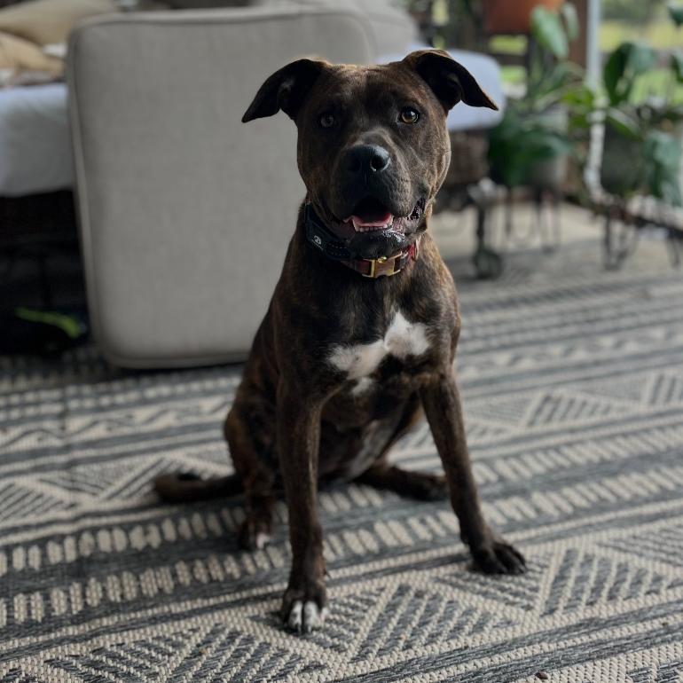 Jovie, a Adoptable mixed breed in Aberdeen, NC image 6/6