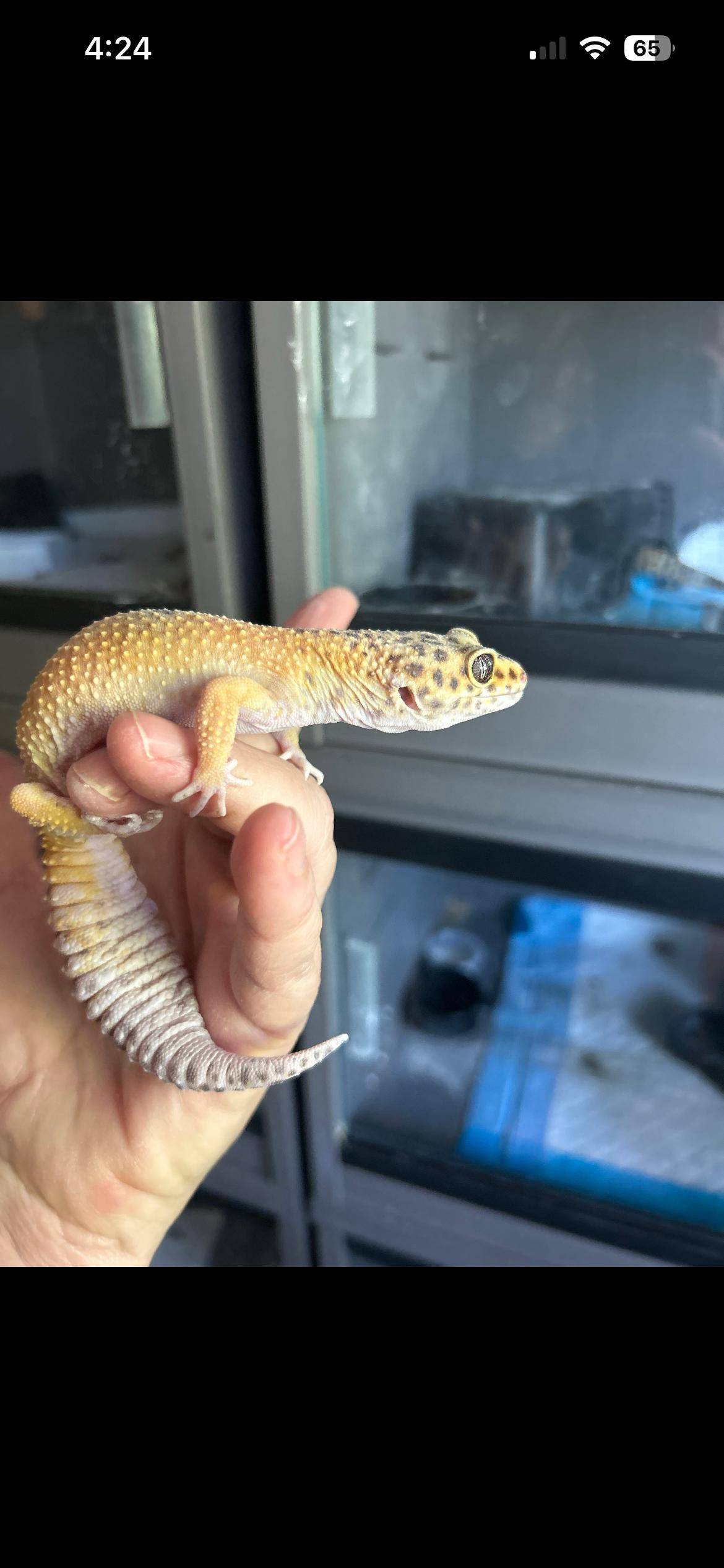Jupiter the Leopard Gecko, adopted, Adult Female Gecko.