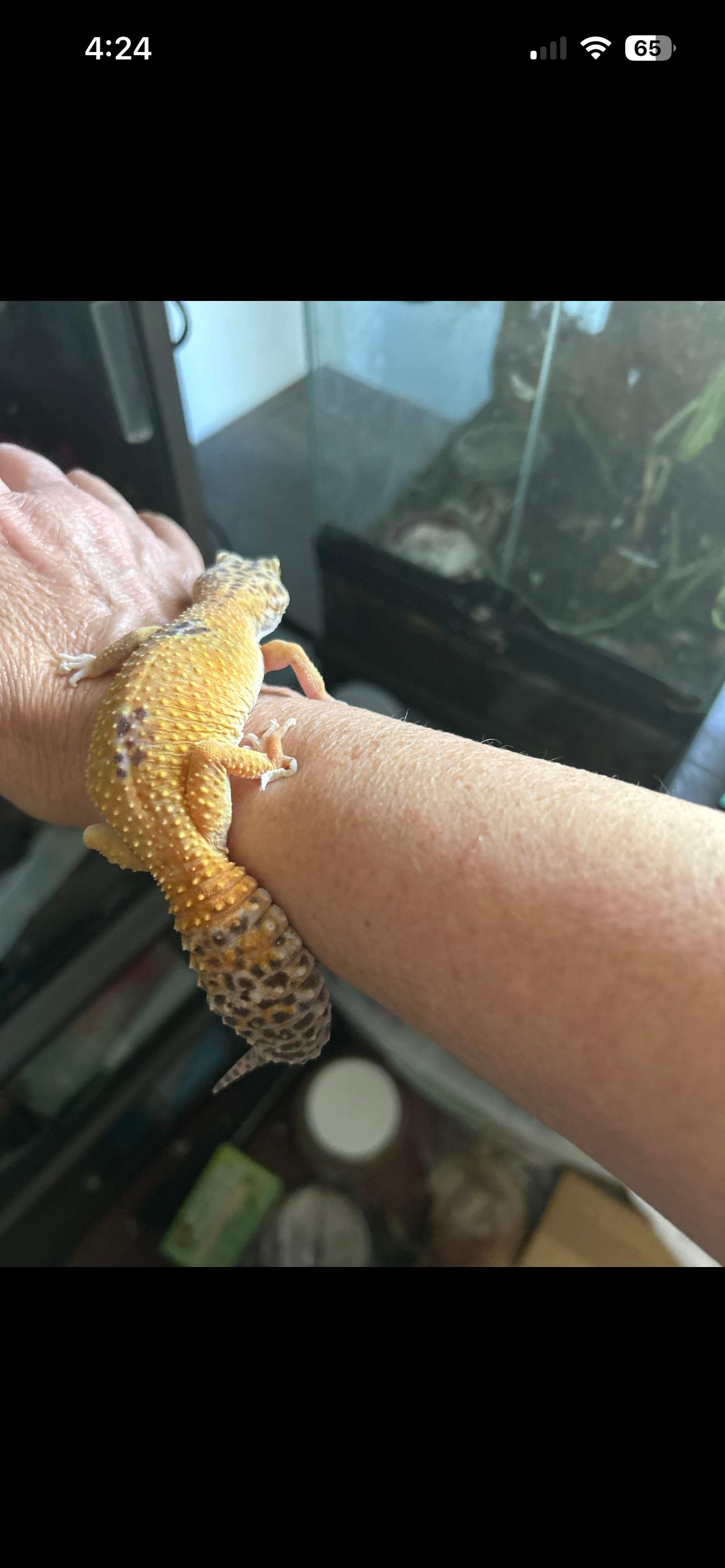 Enlarge Jupiter the Leopard Gecko, an adopted Gecko in Concord, CA image 2/2
