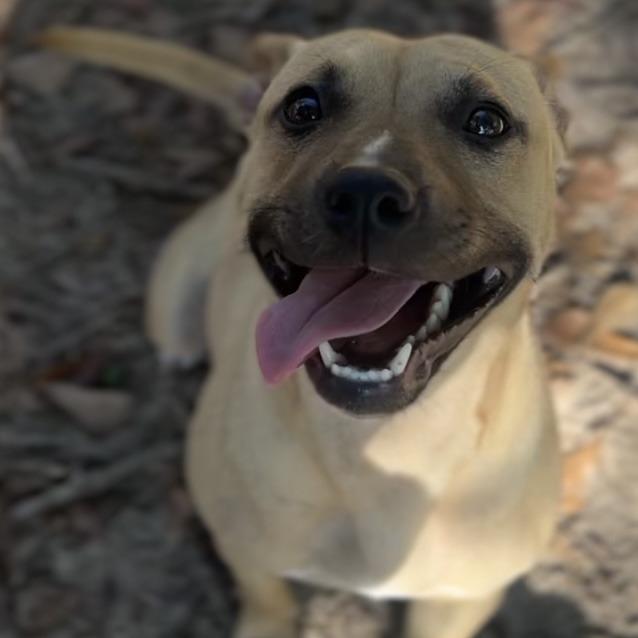 Dixie, Adoptable, Adult Female Mixed Breed.
