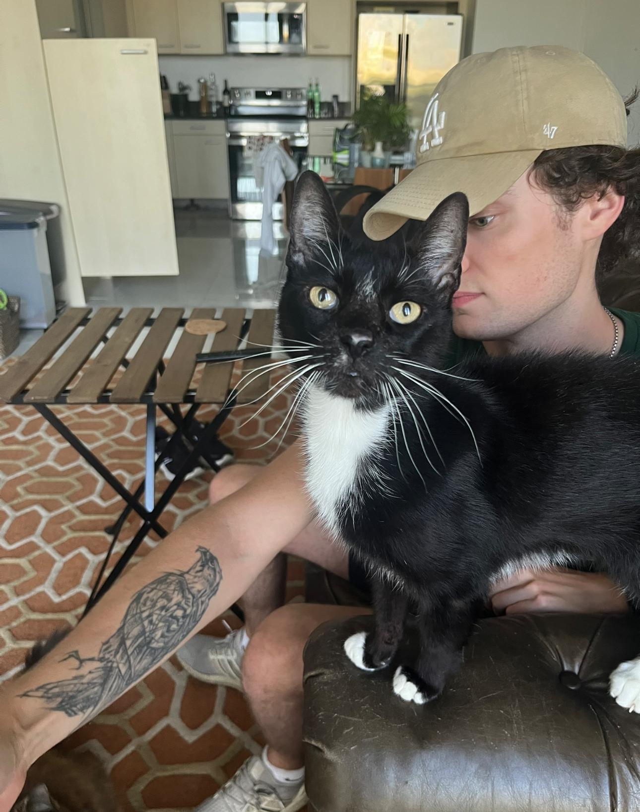 Dipper, Adoptable, Adult Male Domestic Short Hair.